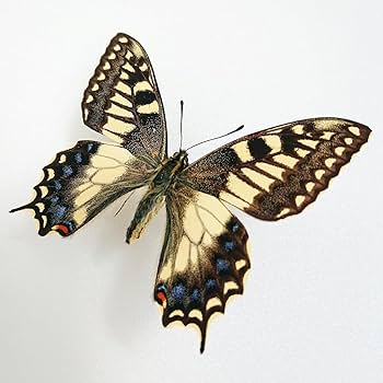 コルシカキアゲハ サルディーニャ島産 コルシカキアゲハ サルディーニャ島産